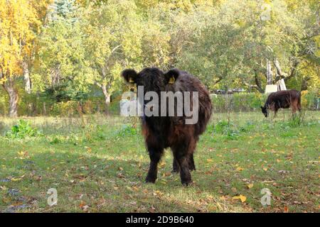 Black Galloway Cattles sur la prairie en Allemagne Banque D'Images