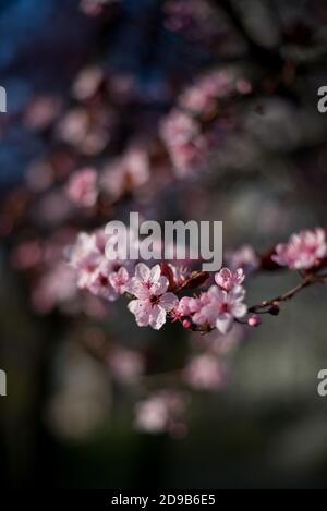 Branche magnifique Plum de cerise rose, Prunus cerasifera Nigra, floraison au début du printemps. Arbre décoratif de conception de paysage. Banque D'Images