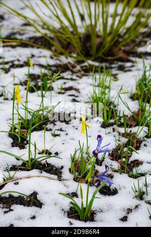 Les jonquilles et l'iris du printemps émergent d'un sol recouvert de neige Banque D'Images