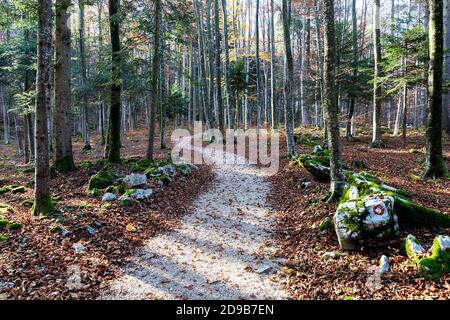 Un sentier sinueux serpente à travers une forêt automnale vibrante avec un feuillage doré coloré et des arbres majestueux dans le pittoresque Kocevski Rog. Banque D'Images