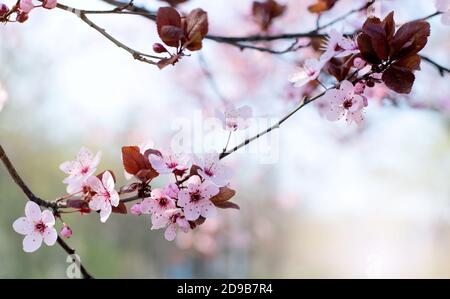 Branche magnifique Plum de cerise rose, Prunus cerasifera Nigra, floraison au début du printemps. Arbre décoratif de conception de paysage. Banque D'Images