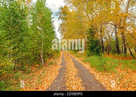 Paysage de forêt d'automne avec le feuillage doré et un sentier menant à la scène. Mise au point douce Banque D'Images