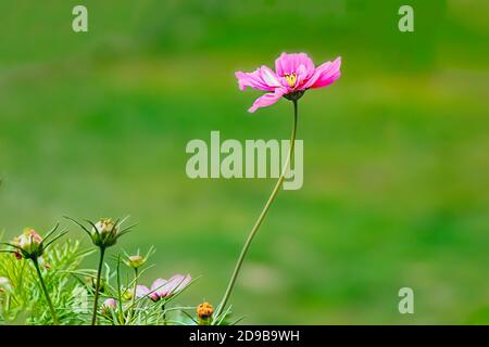 Belle fleur rose cosmos en toile de fond naturelle qui fleurit les pétales de gros plan. Gros plan sur les fleurs d'été dans le champ. Espace libre pour ajouter du texte, du papier peint, de la bannière, du bureau Banque D'Images