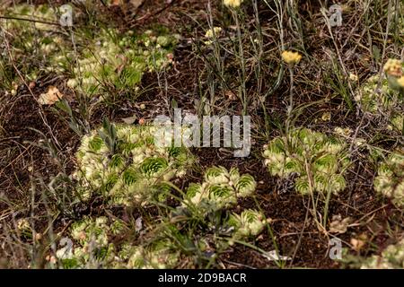 Violet de Sedum. Chou de lièvre. Skripun. Banque D'Images