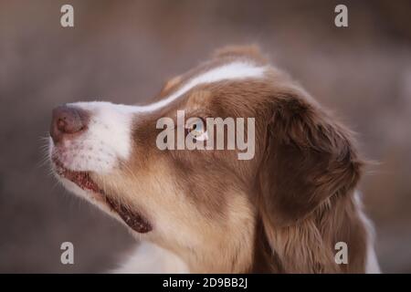 Chien de berger australien Banque D'Images