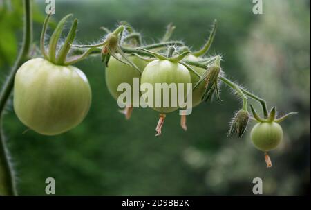 De tomates vertes sur la vigne Banque D'Images