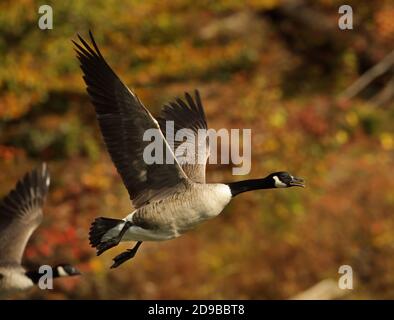 Bernache du Canada (Branta canadensis), Maryland Banque D'Images