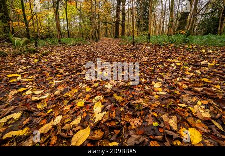 Feuilles d'automne couvrant le sentier à travers une petite forêt dans La CAMPSIE Fells en Écosse Banque D'Images