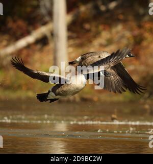 Bernache du Canada (Branta canadensis), Maryland Banque D'Images