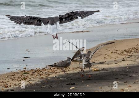 Les mouettes se battent sur des morceaux de nourriture tandis que le temps d'automne s'enchaîne sur la plage de Boscombe à Bournemouth, Dorset . 17 septembre 2015. Photo: Neil Turner Banque D'Images