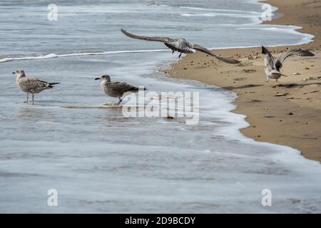 Les mouettes se battent sur des morceaux de nourriture tandis que le temps d'automne s'enchaîne sur la plage de Boscombe à Bournemouth, Dorset . 17 septembre 2015. Photo: Neil Turner Banque D'Images