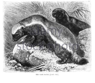 Cape Ratel (Honey Badger), illustration vintage de 1894 Banque D'Images