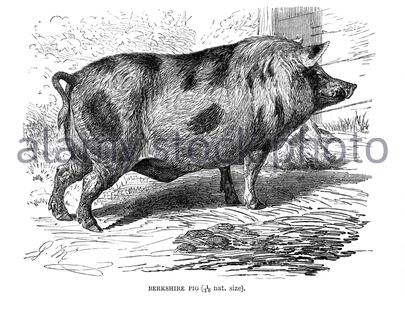 Berkshire Pig, illustration ancienne de 1894 Banque D'Images