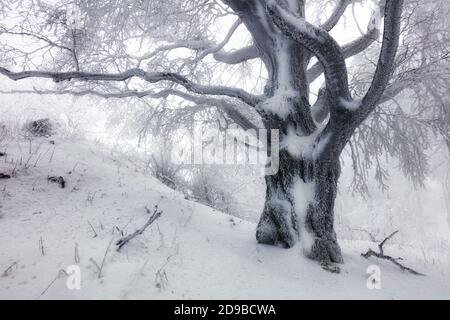 Forêt d'hiver avec des arbres couverts de neige Banque D'Images