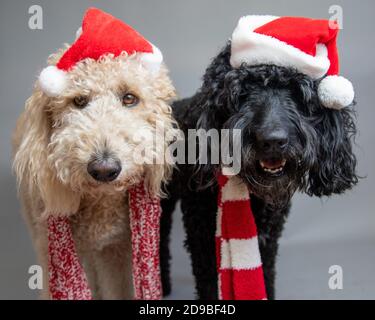 Deux labradoodles debout côte à côte portant des chapeaux de père Noël Banque D'Images