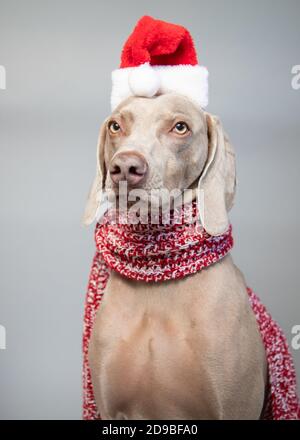 Portrait d'un weimaraner portant un chapeau de père Noël Banque D'Images