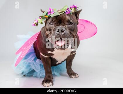 Portrait d'un bouledogue français habillé comme une fée Banque D'Images