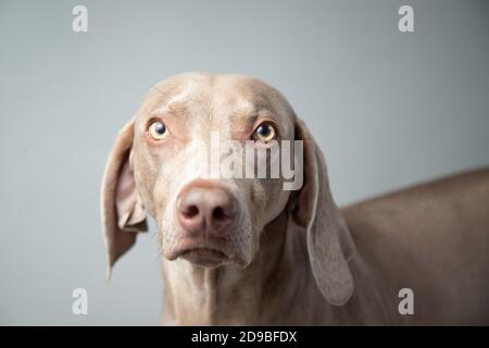 Portrait d'un chien weimaraner Banque D'Images