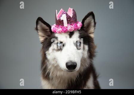 Portrait d'un husky sibérien portant une couronne d'anniversaire Banque D'Images