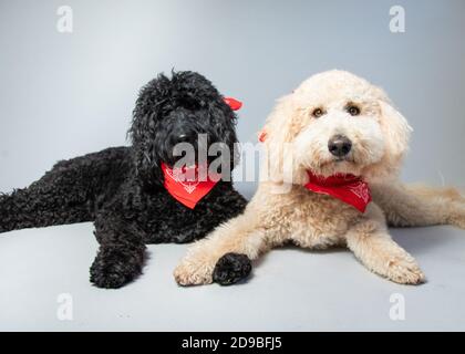 Deux labradoodles couchés sur le sol portant des bandanas rouges Banque D'Images