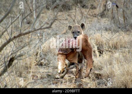 cub Hyena tacheté transportant un impala, parc national Kruger, Afrique du Sud Banque D'Images