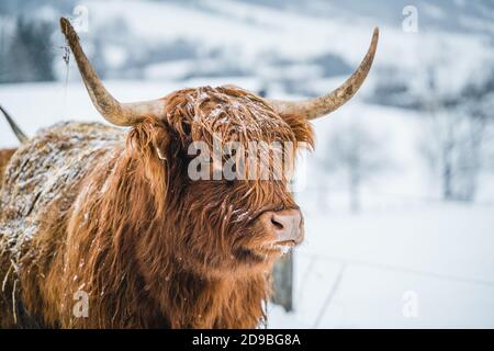 Portrait d'une vache galloway debout dans un champ dans la neige, Autriche Banque D'Images