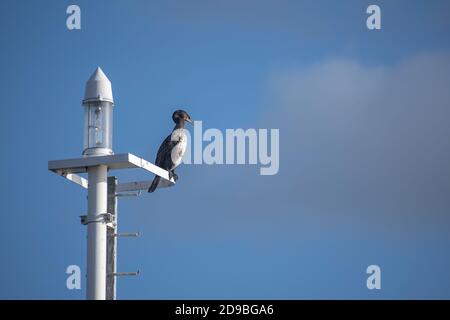 Le grand cormoran (Phalacrocorax carbo) est assis sur un lampadaire moderne, l'oiseau de mer est également connu sous le nom de cerf noir, ciel bleu avec grand espace de copie Banque D'Images