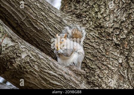 Mignon American Grey Squirel manger un écrou sur une branche d'arbre à Central Park, New York City, États-Unis Banque D'Images