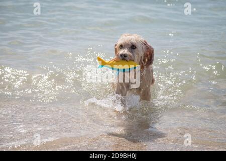 Cockapoo debout dans l'océan avec un poisson jouet, Floride, États-Unis Banque D'Images