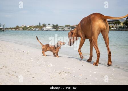 Ridreback du Rhodésie et un dachshund sur la plage, Floride, États-Unis Banque D'Images