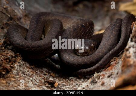 Gros plan d'un serpent à peau de serpent en bobine, Indonésie Banque D'Images