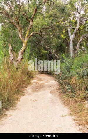 Sentier de randonnée dans la forêt d'eucalyptus entre les arbres en vert feuillage Banque D'Images