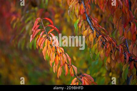 riches couleurs d'automne d'arbres fruitiers dans un verger image Banque D'Images