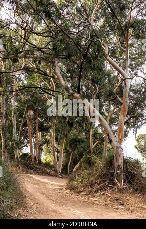 Sentier de randonnée dans la forêt d'eucalyptus entre les arbres en vert feuillage Banque D'Images