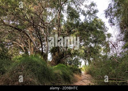 Sentier de randonnée dans la forêt d'eucalyptus entre les arbres en vert feuillage Banque D'Images