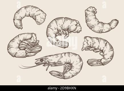 Esquisse de set de crevettes. Fruits de mer, illustration vectorielle vintage alimentaire Illustration de Vecteur