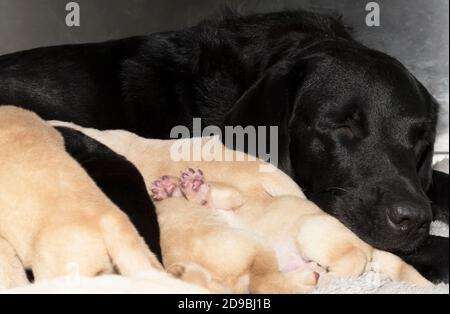 Nouveau-nés chiots Golden Labrador Banque D'Images