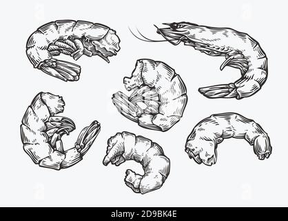 Esquisse de set de crevettes. Illustration vectorielle de la gastronomie et des fruits de mer vintage Illustration de Vecteur