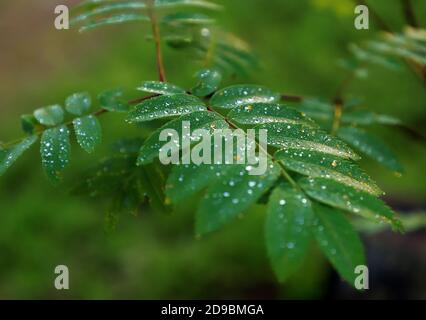 Beaucoup de petites feuilles d'une brousse couverte de gouttes d'eau. Plante après la pluie en été. Banque D'Images