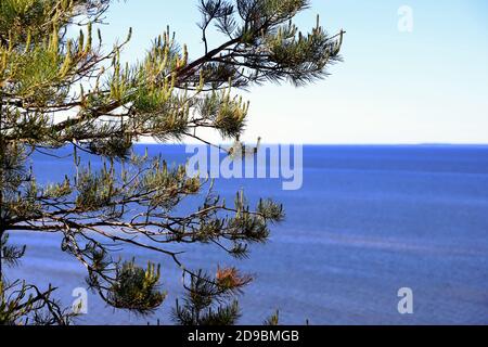 Branches de pin. Ciel clair et mer bleu foncé en arrière-plan. Banque D'Images