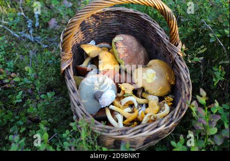 Pile de champignons bio dans un jeu de rôle en bois recueilli dans la forêt Banque D'Images