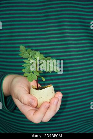 L'enfant tient dans sa main une petite germe dans une coquille d'œuf. Gros plan. Détails Banque D'Images