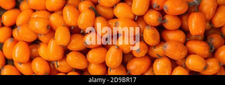 Photo panoramique plein cadre de baies d'argousier fraîches Banque D'Images