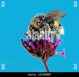 Bourdon plein de pollen sur une fleur de fleur Banque D'Images