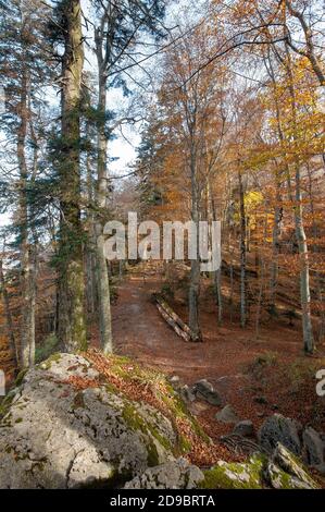 Sentier forestier en automne. Paysage de feuillage par jour ensoleillé. Banque D'Images