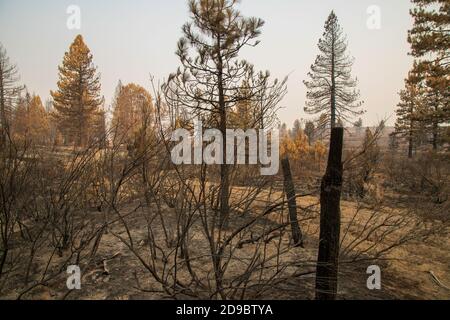 Désolation du Sheep Fire dans le comté de Lassen, en Californie du Nord, aux États-Unis. Banque D'Images