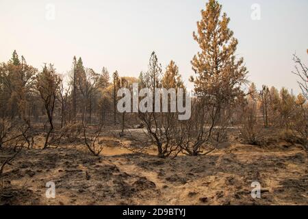 Désolation du Sheep Fire dans le comté de Lassen, en Californie du Nord, aux États-Unis. Banque D'Images