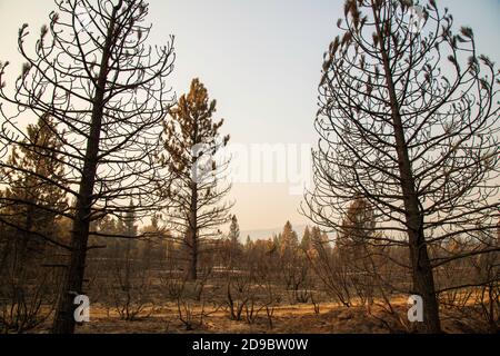 Désolation du Sheep Fire dans le comté de Lassen, en Californie du Nord, aux États-Unis. Banque D'Images