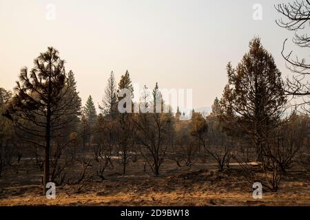 Désolation du Sheep Fire dans le comté de Lassen, en Californie du Nord, aux États-Unis. Banque D'Images