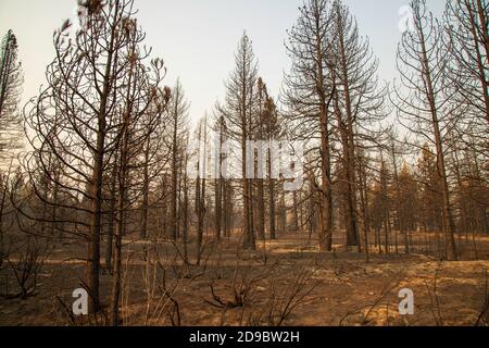 Désolation du Sheep Fire dans le comté de Lassen, en Californie du Nord, aux États-Unis. Banque D'Images